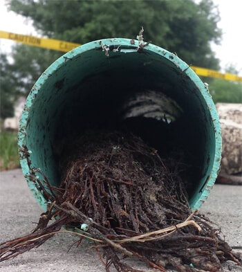 Sewer Line With Roots