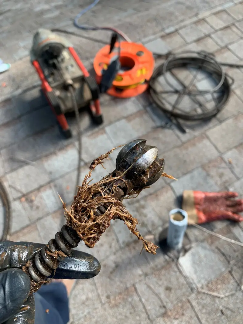 Plumber removing tree roots from drain line with a sewer snake during professional drain cleaning in Tampa