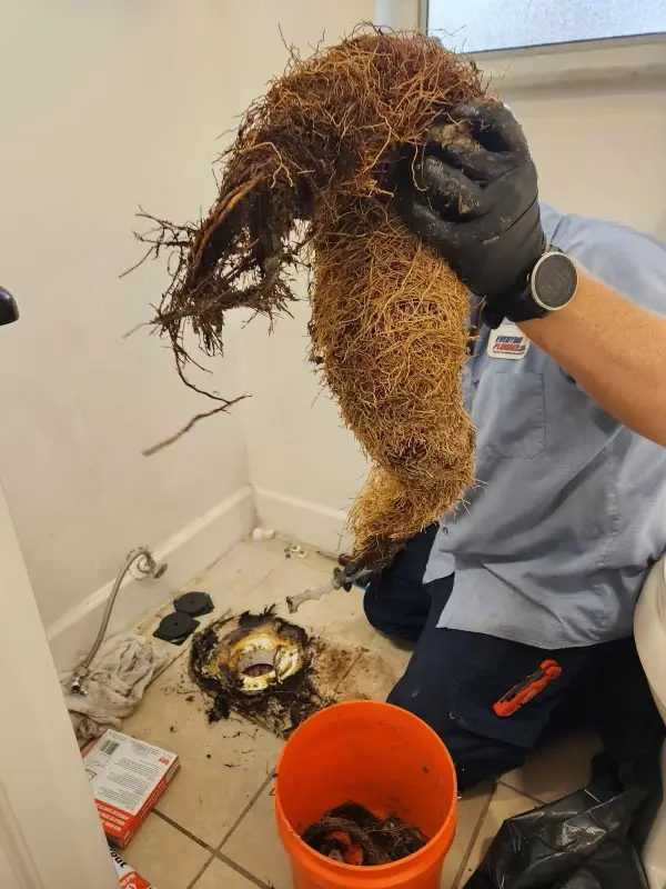matted-tree-roots-cleared-from-tampa-drain Plumber in Tampa removing a massive clump of matted tree roots from a clogged home drain during a toilet repair.