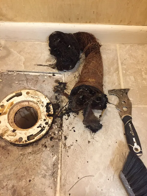 Severe root intrusion in drain pipe beneath toilet flange before plumbing repair in Tampa, Florida.