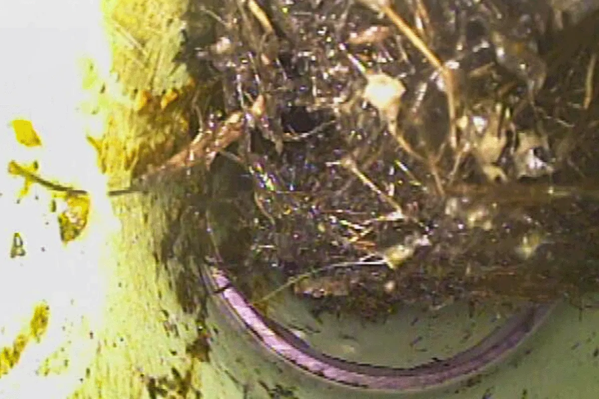 edp-tree-root-intrusion-sewer-line-2026 Tree root intrusion filling a sewer line, found during a camera inspection — sewer camera inspection findings — EVERYDAYPLUMBER.com Tampa Bay